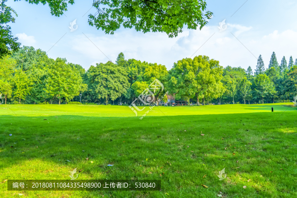 陽光草地綠樹林