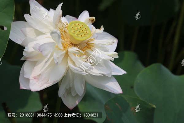蓮花