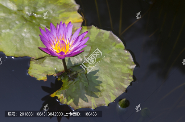 蓮花