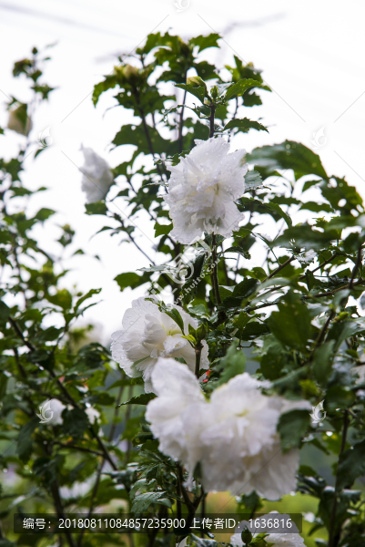 繡球