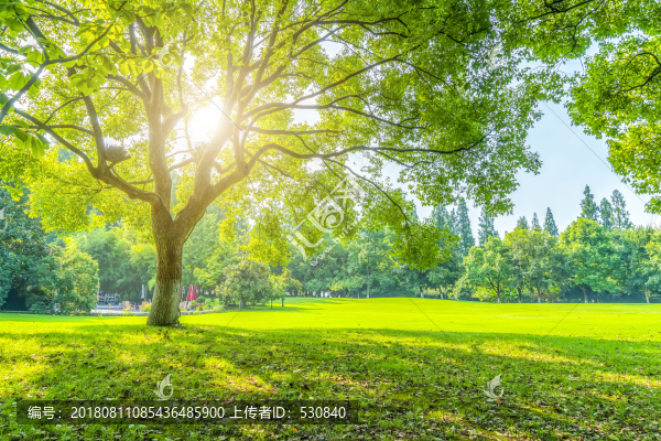 陽光草地綠樹林