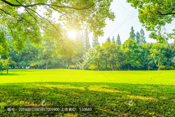 陽光草地綠樹林