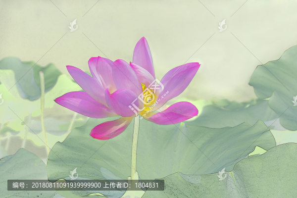 工筆荷花