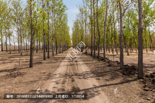 小樹(shù)林中的小路