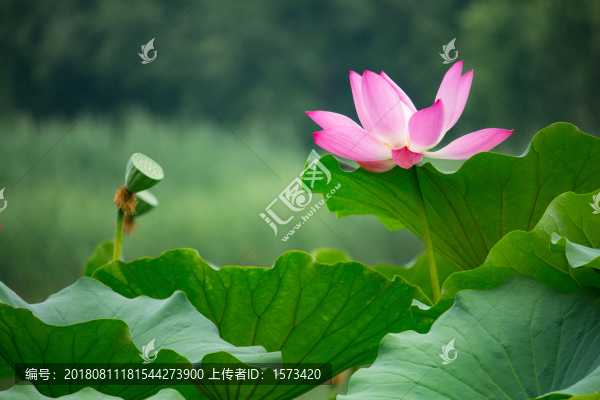 夏荷清韻