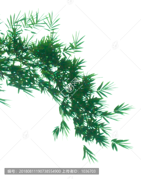 墻角一片竹
