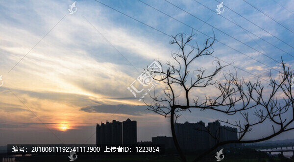 枯樹枝夕陽背景