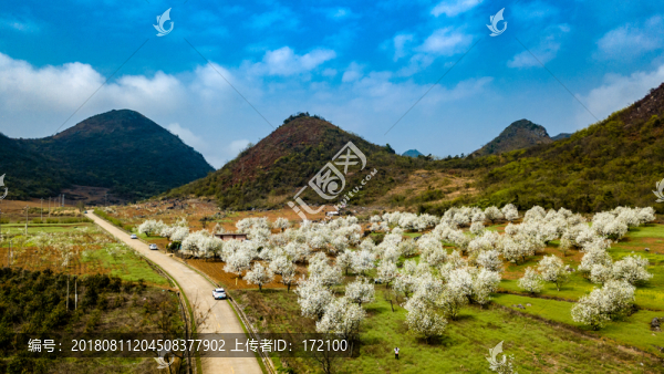 中國廣東連州梨花林