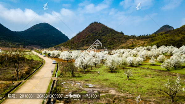 中國廣東連州梨花林