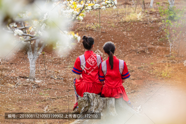 中國連州瑤族少女與梨花