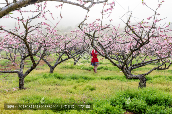 中國(guó)連州瑤族少女與桃花