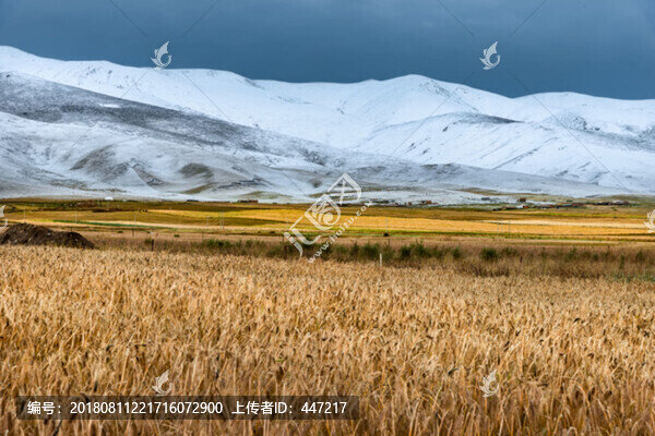 青海雪山風光