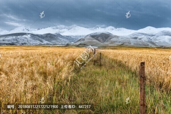 青海雪山風光