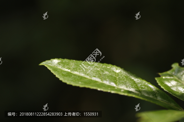 茶葉