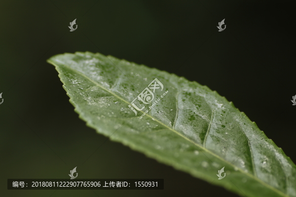 茶葉