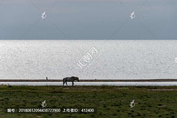 湖畔駿馬