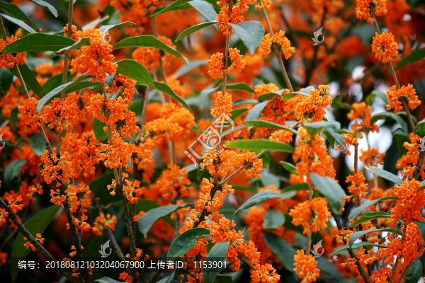 桂花
