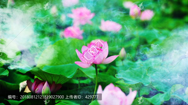 唯美荷花