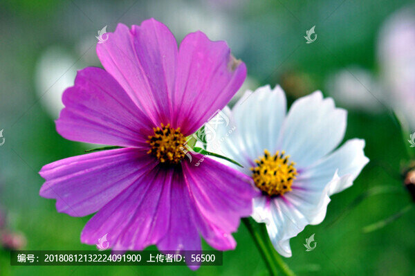 格?；? title=