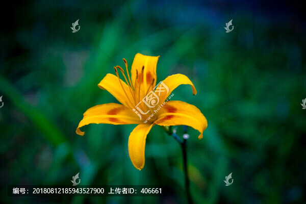 花卉
