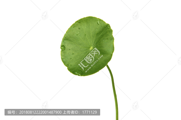 金錢草葉子