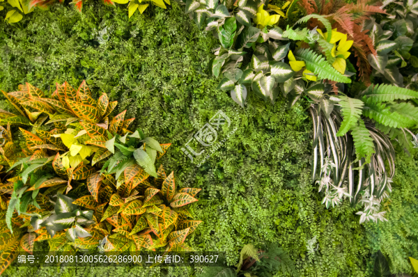 綠植墻