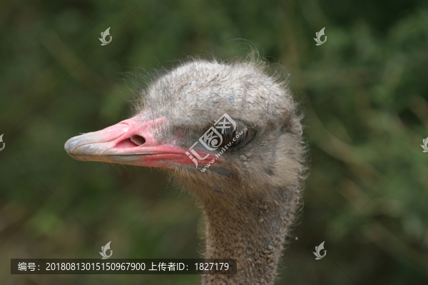 非洲鴕鳥頭部特寫
