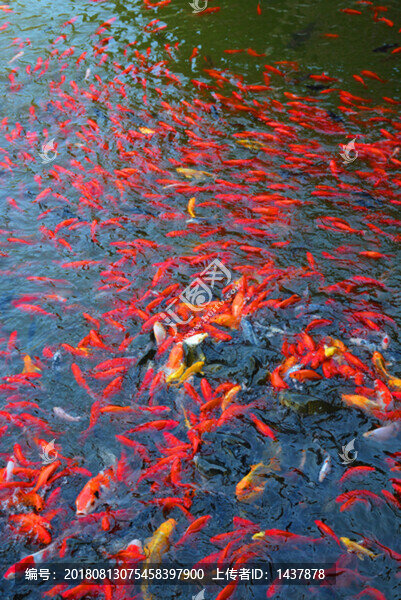湖面上搶食的魚群