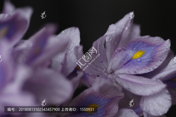 鮮花特寫
