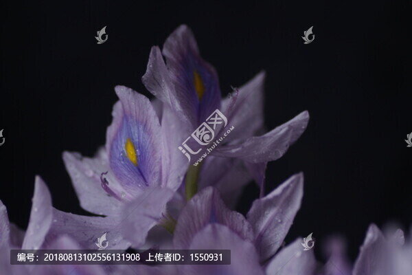 鮮花特寫