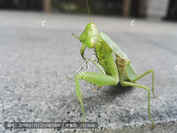 螳螂