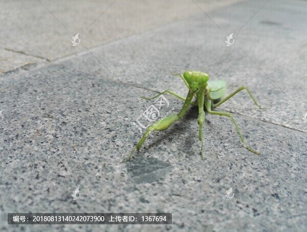 螳螂