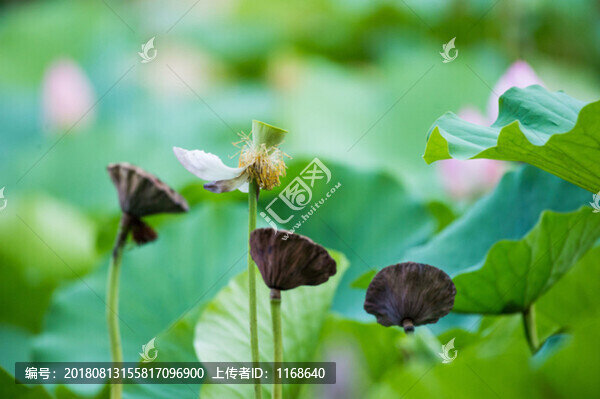 蓮蓬