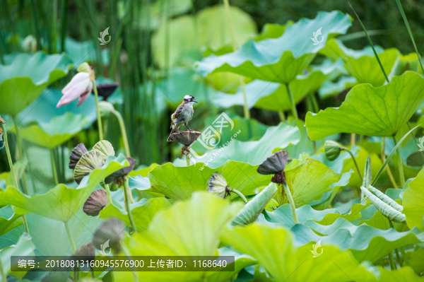 白頭鵯