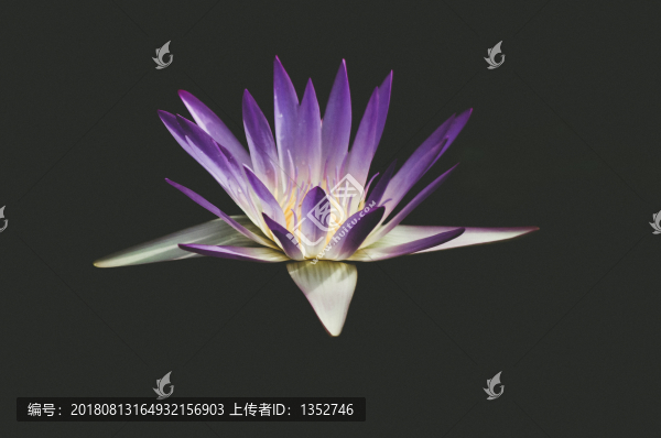 睡蓮特寫(xiě)