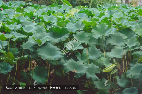 一池荷葉