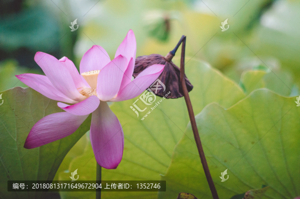 荷花