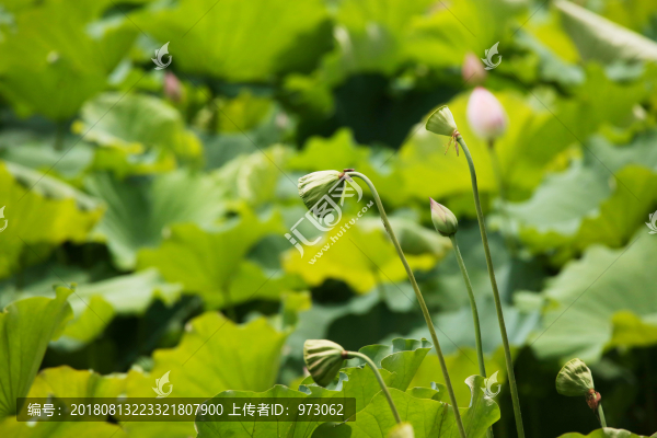 青蓮