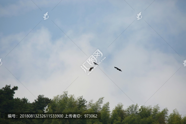 三只林雕藍天樹頂