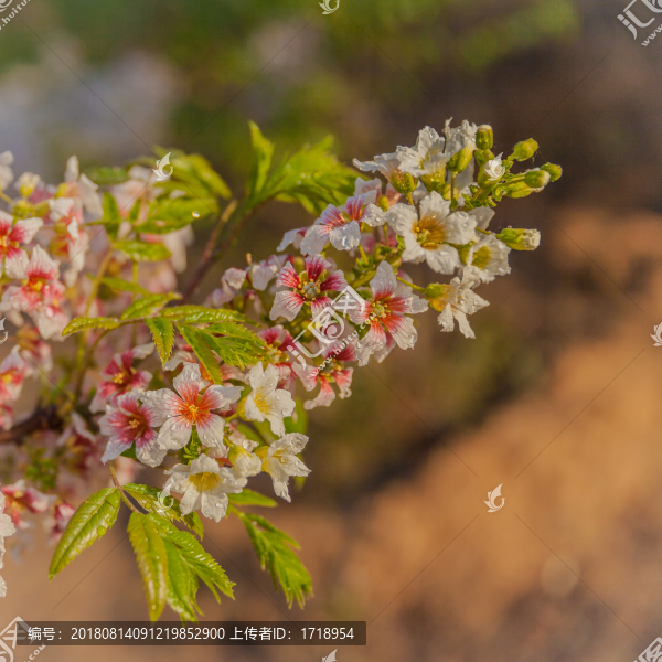 鮮花花朵花樹