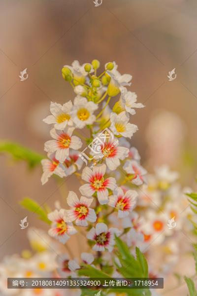 鮮花花朵花樹