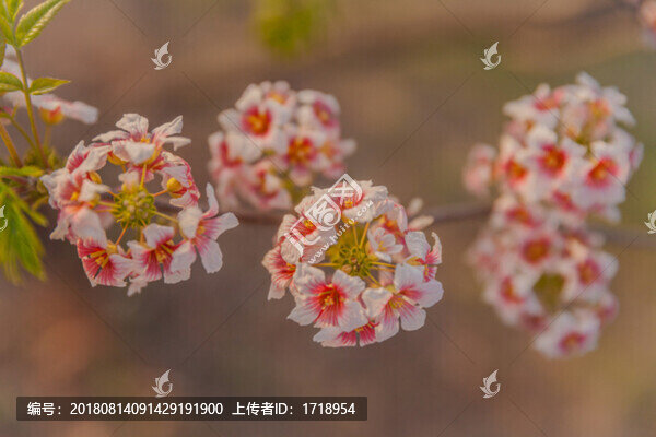 鮮花花朵花樹