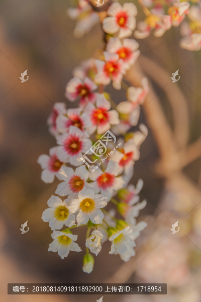 鮮花花朵花樹