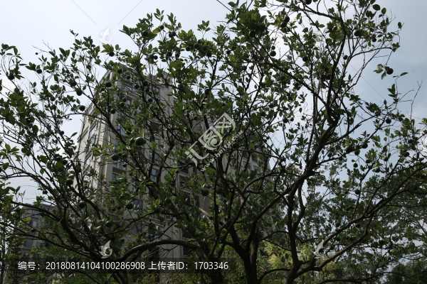 桔子樹