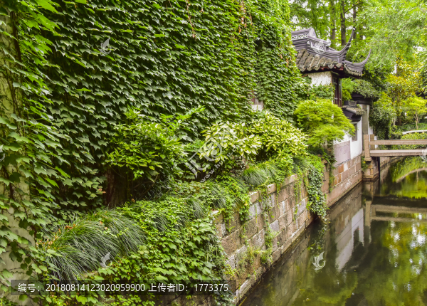 爬山虎