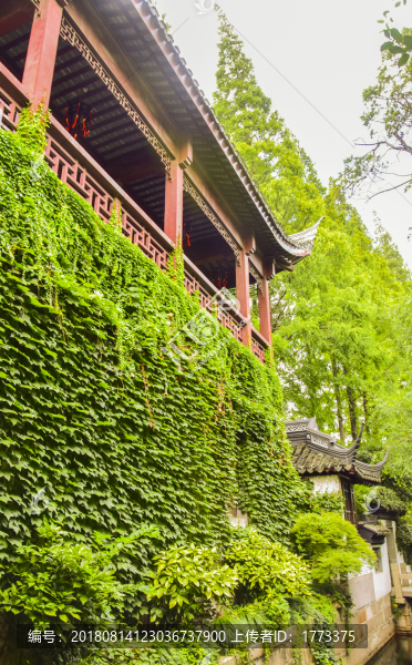 爬山虎