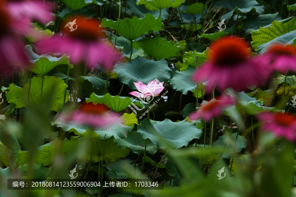 西湖荷花