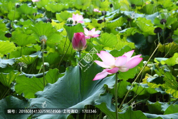 西湖荷花