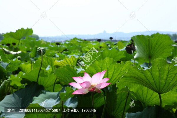 西湖荷花
