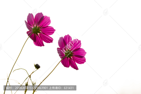 夫妻